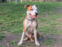 盘点全球出售高质量比特犬幼犬的十大排名地点