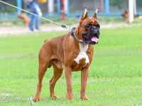 什么是拳师犬剪耳?(修剪拳师犬的耳朵有哪些好处)