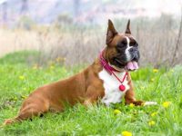 拳师犬什么时候剪耳比较好?(拳师犬剪耳的优缺点)