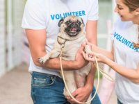 盘点有关哈巴狗最佳的10个救援领养地点