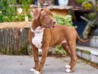 比特犬年龄和人类年龄换算表(让比特犬活得更长寿的4个秘诀)