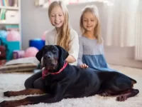 杜宾犬是好的家庭犬吗?(公的还是母的适合陪伴孩子)