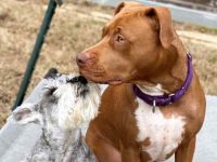 罗得西亚脊背犬斗牛犬混血多少钱一只?(脊背犬比特犬杂交优缺点)