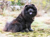 松狮犬的被毛有哪两种类型,标准颜色是什么?