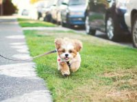 西施犬到什么年龄停止生长?绝育了还会长大吗?