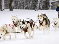 什么是塞帕拉西伯利亚雪橇犬?(塞帕拉西伯利亚雪橇犬的历史起源)