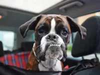 拳师犬是如何被培育成工作和狩猎的?(拳师犬的身体特征)