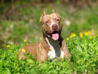 比特犬的平均寿命有多长?(影响比特犬寿命的5个因素)