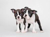 雄性波士顿梗犬与雌性波士顿梗犬有什么区别?