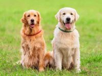 美系金毛和英系金毛的有什么区别?(金毛美系英系对比照)