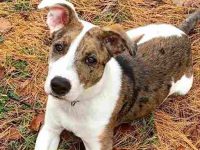 澳牧羊犬斗牛犬混种要多少钱?(澳牧羊犬斗牛犬杂交的优缺点)