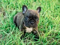 什么是茶杯法国斗牛犬?(茶杯法国斗牛犬的优缺点)