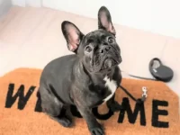 收养一只波士顿梗犬需要花多少钱?(领养波士顿梗犬的方法与技巧)