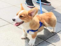 盘点有关柯基犬救援领养最佳的10个地点