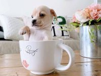 什么是茶杯吉娃娃,寿命一般是几年?