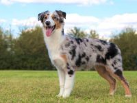 短毛澳大利亚牧羊犬长什么样子?