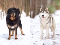 什么是哈士奇藏獒混种?(哈士奇藏獒杂交的历史和起源)