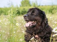 纽芬兰在什么年龄停止生长,为什么我的小狗不长大?