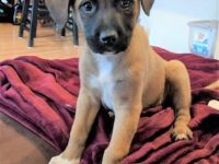 黑嘴拉布拉多混种要多少钱一只,寿命有多长?