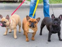 收养法国斗牛犬要花多少钱?(救助站领养法国斗牛犬的3个技巧)