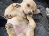 茶杯吉娃娃要多少钱一只,有什么优点和缺点?