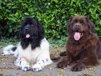 雄性纽芬兰犬与雌性纽芬兰犬有什么区别,公的好还是母的好?