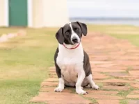 巴吉度猎犬和斗牛犬杂交要多少钱一只?