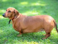 腊肠犬超重肥胖怎么办,帮助腊肠犬减肥的三种方法