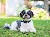 盘点全球出售高质量西施犬的十大排名地点