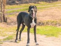 盘点有关大丹犬救援领养的10个地点