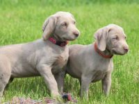 威玛猎犬是雄性还是雌性适合看家门