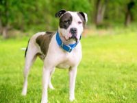 美国斗牛犬最稀有的颜色是什么?长大后会变色吗?