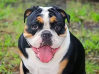 三色英国斗牛犬要多少钱一只?(三色英国斗牛犬的寿命有多长)