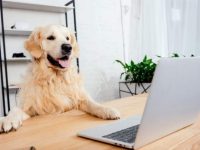 小狗购买指南,新手养狗必看的实用攻略