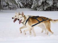 塞帕拉西伯利亚雪橇犬多少钱?(塞帕拉西伯利亚雪橇犬的寿命多长)