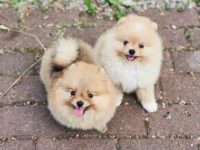 博美犬是雄性还是雌性适合家庭,优点有那些?