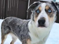 短毛澳大利亚牧羊犬多少钱一只?好养吗?