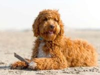 爱尔兰涂鸦狗要多少钱一只?(爱尔兰塞特犬和贵宾犬杂交的优缺点)