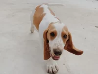 巴吉度猎犬的眼睛和鼻子是什么颜色?(巴吉度猎犬挑选要点)