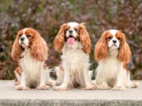 如何让骑士查尔斯王小猎犬活得更长,我们该怎么去养护它?