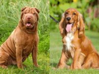 什么是迷你河马狗?(迷你河马狗的历史和起源)