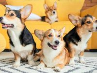 领养一只柯基犬需要花多少钱?(领养柯基犬的方法与技巧)