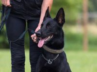 狗狗能吃褪黑激素吗?褪黑激素对狗有没有副作用?