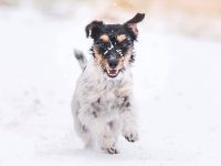 长毛杰克罗素梗幼犬要多少钱一只?它们比短毛品种更贵吗?