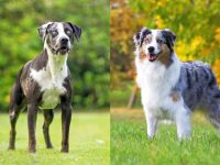 什么是卡塔胡拉澳牧混种?(卡塔胡拉澳大利亚牧羊犬杂交的历史起源)