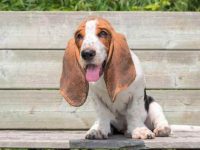 盘点有关巴吉度猎犬最佳的10个救援领养地点