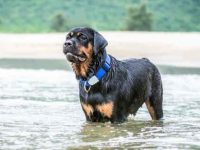 收养一只罗威纳犬需要花多少钱?