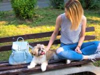 领养一只西施犬需要花多少钱?(救助站领养西施犬的6个技巧)