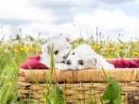 茶杯比熊犬要多少钱一只?适合家养吗?