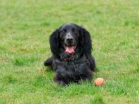 黑色可卡犬幼犬多少钱一只?(黑可卡犬的寿命能活多少年)